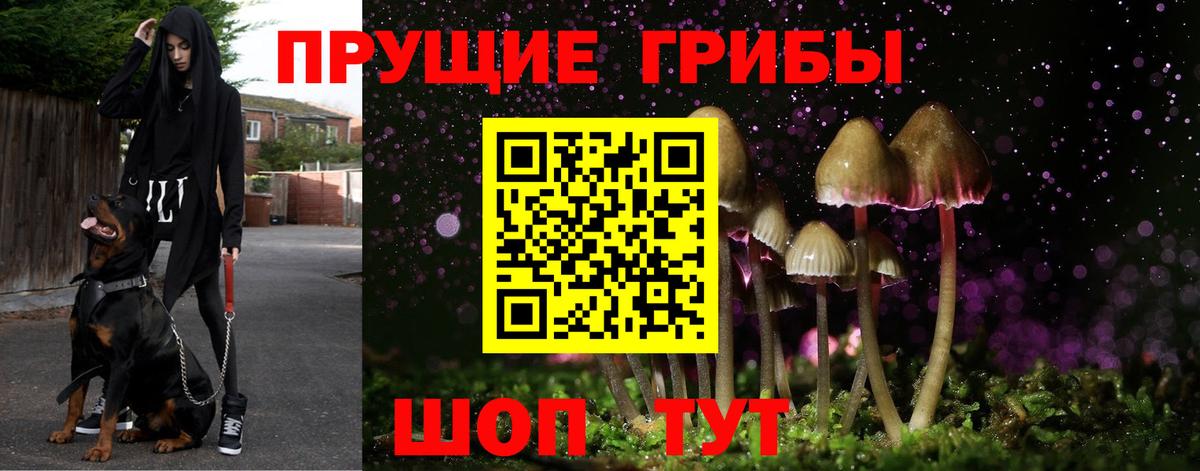 Псилоцибиновые грибы Psilocybine cubensis  Вход с VPN  Новосибирск  Псилоцибиновые грибы мицелий 